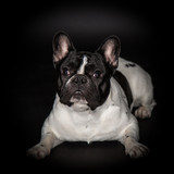 Fototapeta Psy - Französische Bulldogge
