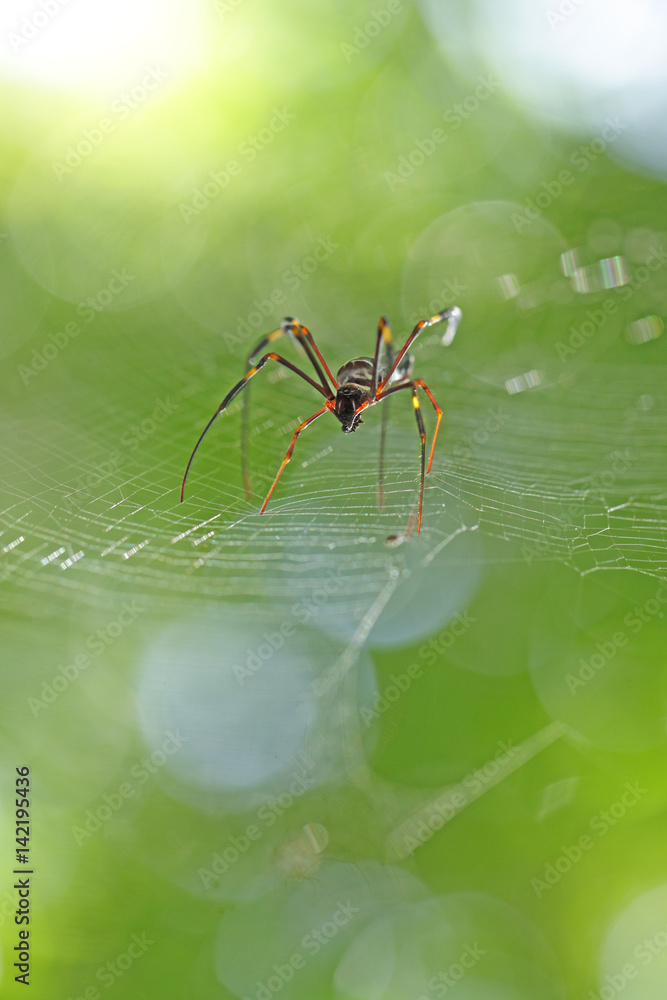 Grande araignée carnivore noire et orange marchant sur sa toile — free download