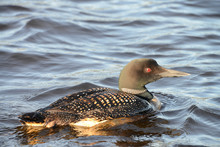Common Loon In Lake 