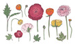 Hand drawn colorful floral elements set. Collection with ranunculus flowers.