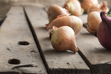 Ripe onions on old olrustic table