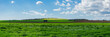 Prato verde con campo di ulivi in lontananza