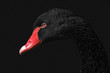 Portrait of a black swan on black