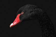 Portrait Of A Black Swan On Black