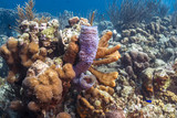 Fototapeta Do akwarium - coral reef with sponge