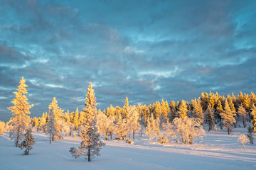 Wall Mural - snowy landscape, frozen trees in winter in saariselka, lapland, finland