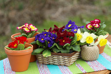 Bright Primroses In Terracotta Pots And Wicker Basket. Spring Decoration.

