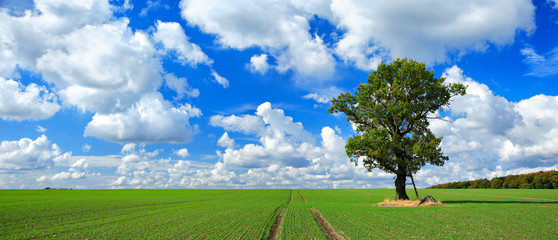 Wall Mural - Große alte Eiche, grünes Feld, blauer Himmel, weiße Wolken