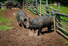 Berkshire Pigs In A North American Farm Setting.  These Pigs Are A Very Old Heritage Breed From Britian.