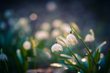 Beautiful spring flower with dreamy fantasy blurred bokeh background. Fresh outdoor nature landscape wallpaper.