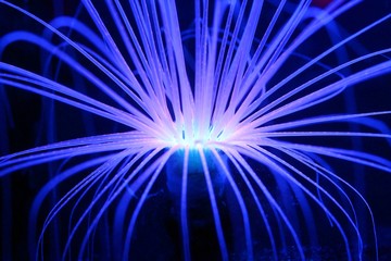 Fluorescent Blue Anemone Creature