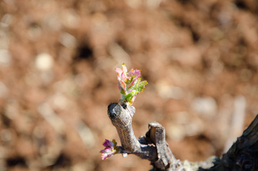 The return of Spring. Shoots of grapes on blurred background.