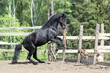Beautiful black rearing horse on summer background. Profile side view.