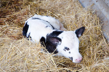 Very Nice Black And White Calf Born A Few Days Lying On Straw.