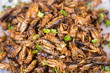 Cricket Bug fried Asian Insect Snack food, High Protein from nature.