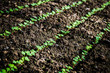Radish sprouts growing in soil