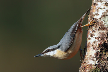 Wall Mural - Nuthatch