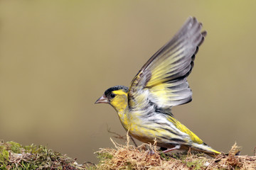 Wall Mural - Siskin