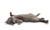 Fototapeta Koty - British shorthair grey cat isolated