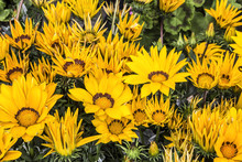 Yellow Gazania Flowers Closeup