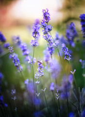  Multicolored summer close up lavender flower colorful mood with dreamy smooth background and a insect bee in the center of the photo. Colorful bokeh