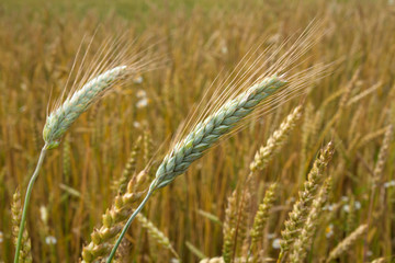 Field of ripe wheat in the countryside