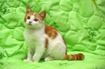  Redhead with white kitten on a green background