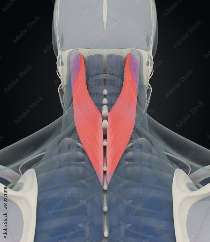 Splenius Strain Splenius Capitis, neck muscles, stress, human anatomy. 3D illustration ...