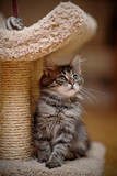 Fototapeta Perspektywa 3d - Gray striped fluffy kitten