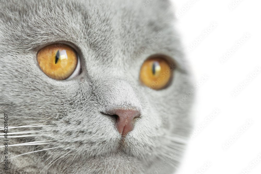 Gray cat muzzle, close up