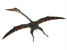 Quetzalcoatlus Flying Reptile - The Carnivorous Quetzalcoatlus Was A Flying Pterosaur Reptile That Lived In North America In The Cretaceous Period.