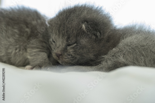 Closeup Of Grey Domestic Long Hair Kitten Buy This Stock Photo