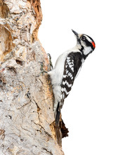 Male Downy Woodpecker On White Background, Isolated