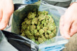 Large Bag of Marijuana Indoors