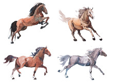 Watercolor Painting Of Galloping Horse, Free Running Mustang Aquarelle