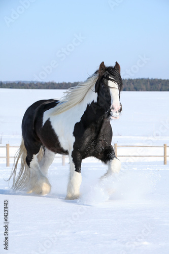 Fototapeta na wymiar Amazing stallion of irish cob running in winter