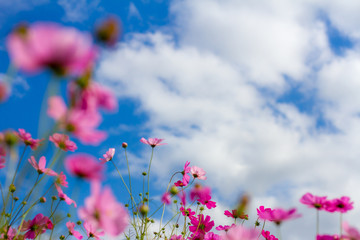 Cosmos flower with blue sky in the garden