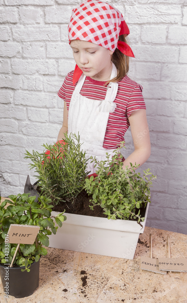 Zioła sadzone na wiosnę przez dziewczynkę - obrazy, fototapety, plakaty 