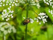 Green Rose Chafer, Cetonia Aurata, Feeding On White Flowers Of Bishop's Weed, Macro, Selective Focus, Shallow DOF