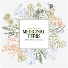 Square Text Field With Hand-drawn Colored Medicinal Herbs And Flowers