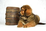 Fototapeta Psy - Pies Mastiff Tybetański 