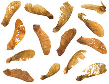 Many Dried Sycamore Maple Seed With Natural Fruit Pod With Wings In Brown Isolated On White Background