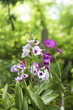 Orchids with nature background