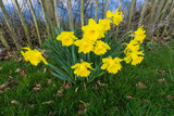 Fototapeta Kwiaty - Flowers blooming in springtime in the countryside, UK.