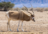 Due to danger of extinction, curved horned antelope Addax (Addax nasomaculatus) was introduced and adopted in nature reserve near Eilat, Israel
