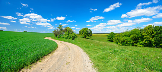 Wall Mural - Feldweg durch grüne Felder und Wiesen unter blauem Himmel im Frühling