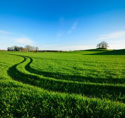 Wall Mural - Traktorspur durch grünes Feld unter blauem Himmel, am Horizont ein Hügelgrab