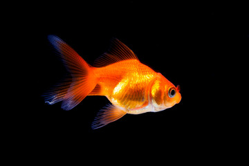 Wall Mural - Goldfish in black background