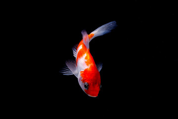 Koi fish isolated on black background