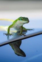 Carolina Green Anole Lizard Reflection